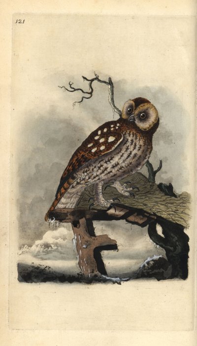 Coruja Tawny, Strix aluco. Placa de cobre colorida à mão, desenhada e gravada por Edward Donovan a partir de sua própria "Natural History of British Birds", Londres. de Edward Donovan