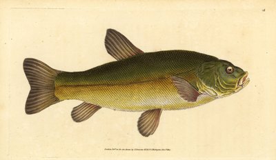 Tench, Tinca tinca (Cyprinus tinca). Placa de cobre colorida à mão desenhada e gravada por Edward Donovan da sua História Natural dos Peixes Britânicos, Donovan e F.C. e J. Rivington, Londres. de Edward Donovan