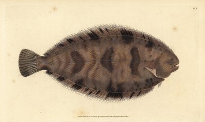 Thickback sole, Microchirus variegatus (sola variegada, Pleuronectes variegatus). Placa de cobre colorida à mão desenhada e gravada por Edward Donovan a partir de sua História Natural dos Peixes Britânicos, Donovan e F.C. e J. Rivington, Londres de Edward Donovan