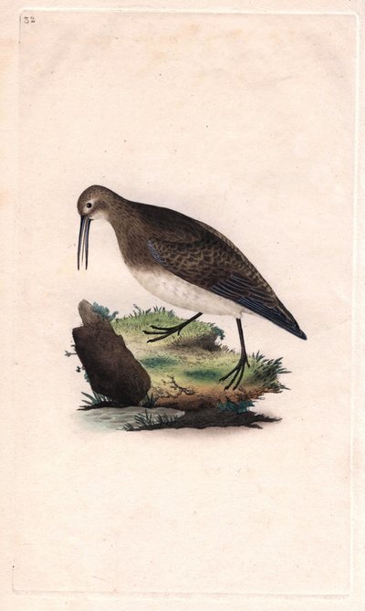Bico minúsculo. Calidris minutilla (Tringa cinclus). Gravura em cobre de Edward Donovan (1768-1837), publicada na Histoire naturelle des oiseaux britanniques, Londres. de Edward Donovan