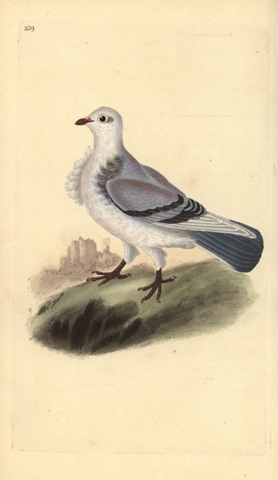 Turbit pigeon, Columba livia domestica var. turbita. Placa de cobre colorida à mão desenhada e gravada por Edward Donovan a partir de sua própria "Natural History of British Birds", Londres de Edward Donovan