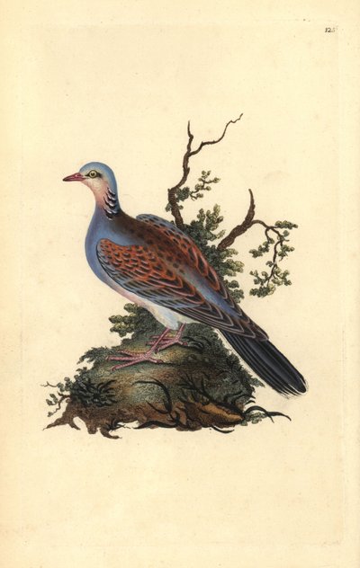 Pombinha-tartaruga, Streptopelia turtur. Placa de cobre colorida à mão desenhada e gravada por Edward Donovan a partir da sua própria "História Natural das Aves Britânicas" (1794-1819). Edward Donovan (1768-1837) foi um zoólogo amador anglo-irlandês, escri de Edward Donovan