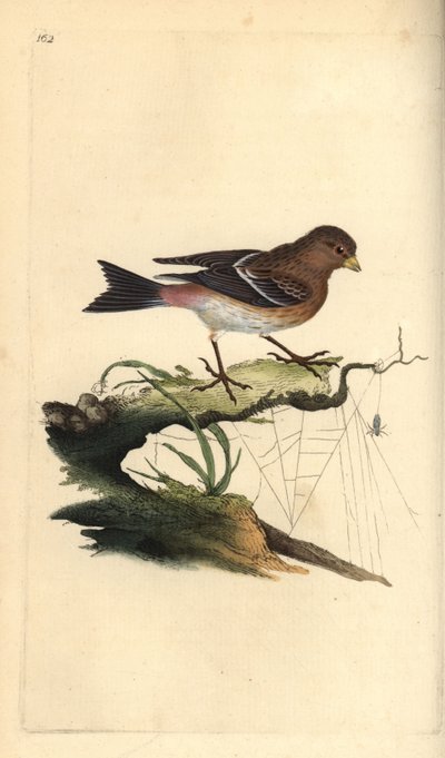 Twite, Carduelis flavirostris. Placa de cobre colorida à mão, desenhada e gravada por Edward Donovan a partir de sua própria "Natural History of British Birds," Londres de Edward Donovan