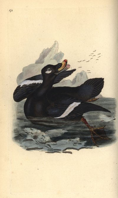 Velvet scoter, Melanitta fusca. Placa de cobre colorida à mão, desenhada e gravada por Edward Donovan a partir de sua própria "Natural History of British Birds", Londres. de Edward Donovan