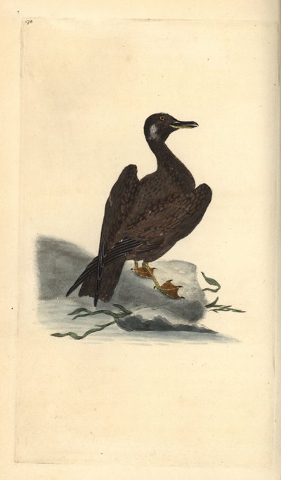 Wagel gull, jovem da grande gaivota de costas negras, Larus marinus. Placa de cobre colorida à mão desenhada e gravada por Edward Donovan a partir de sua própria "Natural History of British Birds", Londres. de Edward Donovan