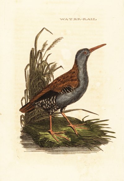 Barra de água, Rallus aquaticus de Edward Donovan