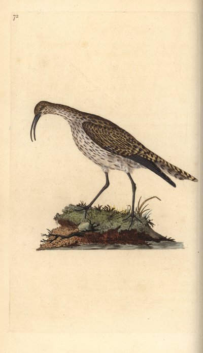 Whimbrel, Numenius phaeopus. Placa de cobre colorida à mão, desenhada e gravada por Edward Donovan a partir de sua própria "Natural History of British Birds", Londres. de Edward Donovan