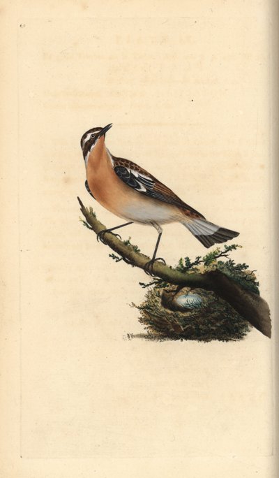 Whinchat, Saxicola rubetra. Placa de cobre colorida à mão, desenhada e gravada por Edward Donovan a partir de sua própria "Natural History of British Birds", Londres. de Edward Donovan