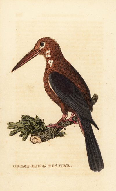 Guarda-rios de garganta branca, Halcyon smyrnensis de Edward Donovan