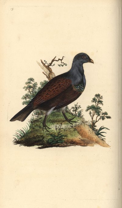 Tetraz de madeira, Tetrao urogallus. Placa de cobre colorida à mão desenhada e gravada por Edward Donovan a partir de sua própria "Natural History of British Birds", Londres de Edward Donovan