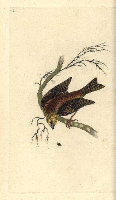 Yellowhammer, Emberiza citrinella. Placa de cobre colorida à mão, desenhada e gravada por Edward Donovan a partir de sua própria "Natural History of British Birds", Londres. de Edward Donovan