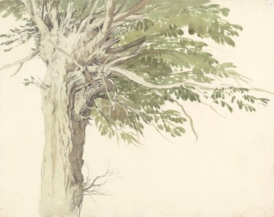 Estudo de uma Árvore Pollardada - um Salgueiro de Edward Duncan