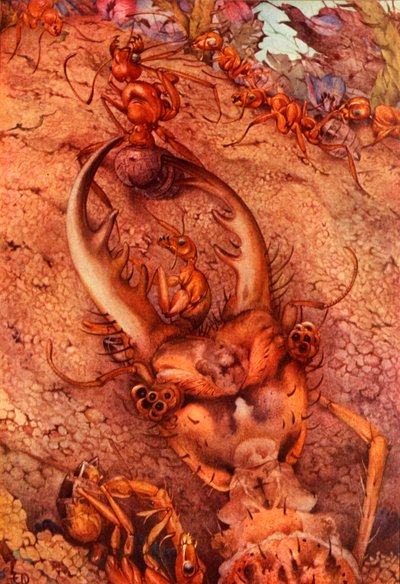 O leão-formiga, 1914. DELETE - artista em direitos autorais de Edward Julius Detmold