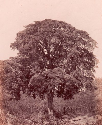 estudo da árvore, 1850-53. de Edward King Tenison