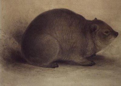 Um Rock Hyrax de Edward Lear