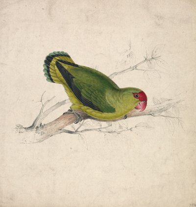 Periquito abissínio (Lâmina 39) de Edward Lear
