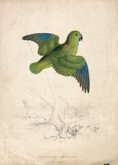 Periquito-de-colarinho (Lâmina 40) de Edward Lear
