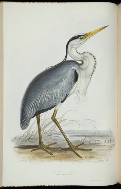Garça-real, de &39;The Birds of Europe&39;, de John Gould de Edward Lear