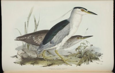 Common Night Heron, de "The Birds of Europe", de John Gould de Edward Lear
