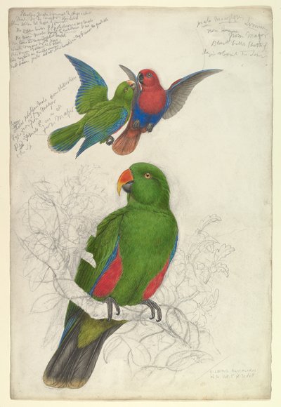 Eclectus, o Malhado, Polychloros de Edward Lear