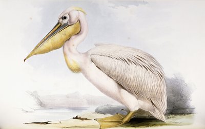 Pelicano-branco de Edward Lear