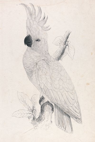 Cacatua-de-crista-amarela-pequena (Lâmina 4) de Edward Lear