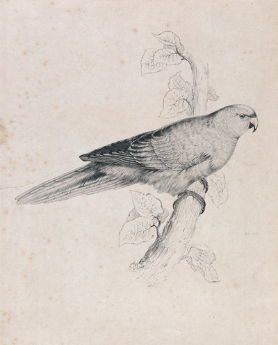 Periquito do Pacífico (Lâmina 26) de Edward Lear