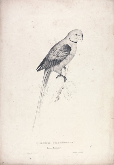 Palaeornia Columbiodes / Periquito-pombo (Lâmina 31) de Edward Lear