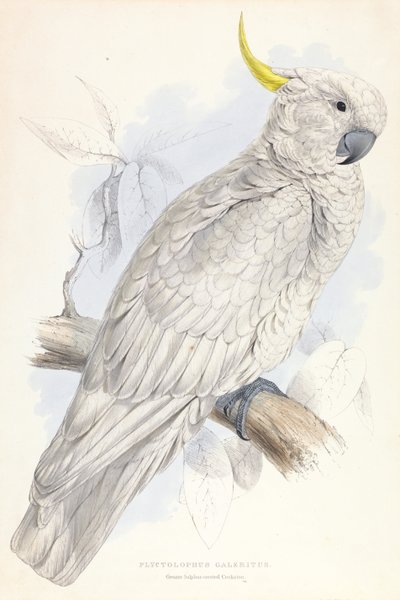 Plyctolophus Galeritus. Catatua de crista de enxofre. de Edward Lear