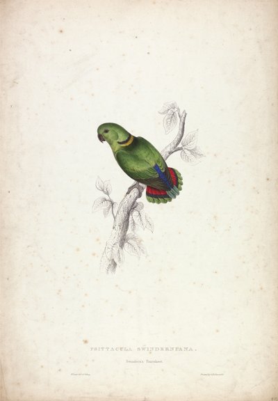 Psittacula Swinderniana. Periquito de Swindern de Edward Lear