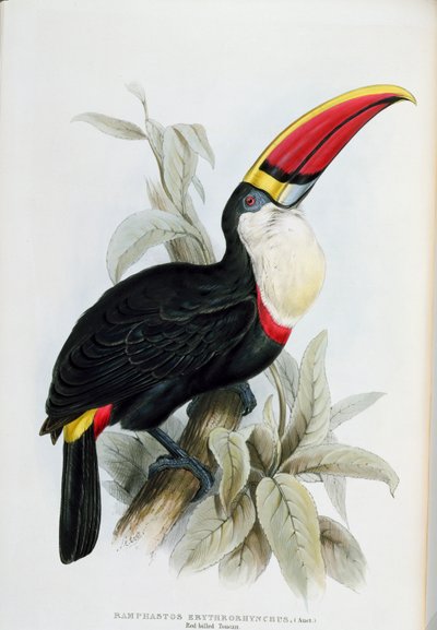 Tucano-de-bico-vermelho, de &39;A monograph of the Ramphastidae, ou Family of Toucans&39;, de John Gould (1804-81) publicado em 1833-35 de Edward Lear