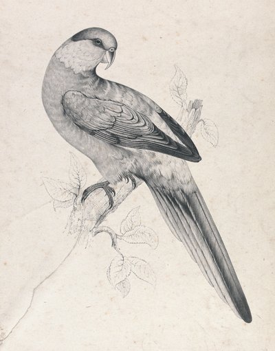 Periquito-de-cabeça-vermelha, macho (Lâmina 21) de Edward Lear