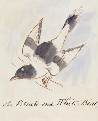 O pássaro preto e branco, de dezesseis desenhos de pássaros em quadrinhos (caneta e tinta wc no papel) de Edward Lear