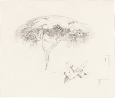 Umbrella Pine e outros estudos, 18391845. de Edward Lear