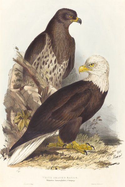 Águia-de-cabeça-branca (Haliaetus leucocephalus) de Edward Lear