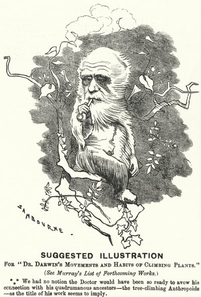 Soco cartoon: Ilustração Sugerida para os Movimentos e Hábitos de Trepadeiras do Dr. Darwin (gravura) de Edward Linley (after) Sambourne