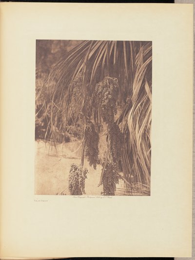 Frutos de palma de Edward S. Curtis