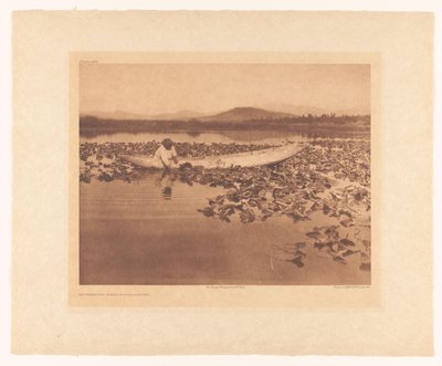 Apanha de wokas - Klamath de Edward Sheriff Curtis