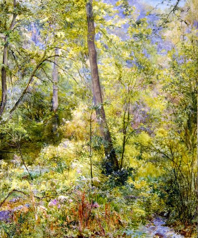 Luz do Sol, Madeira de Sheepscombe de Edward Steel Harper