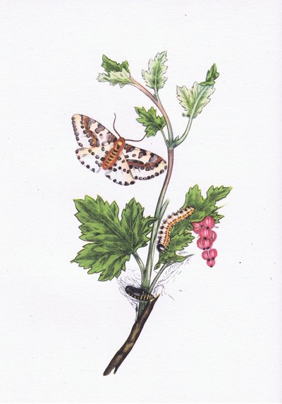 Magpie ou Currant Moth, Nature in Britain publicado por Collins, 1946 de Edward after Donovan