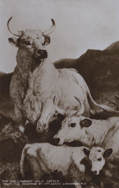 O Gado Selvagem de Chillingham (foto a p/b) de Edwin (after) Landseer
