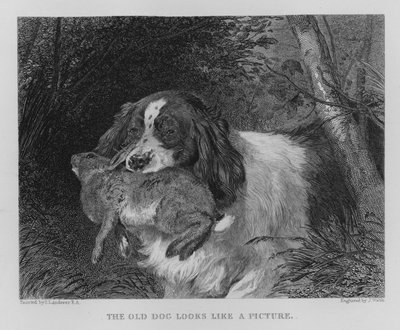 O Cão Antigo Parece uma Foto (gravura) de Edwin (after) Landseer