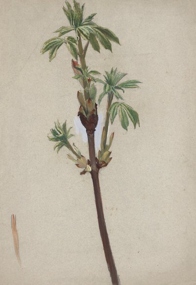 Estudo das plantas de Edwin Austin Abbey