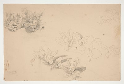Estudos de flores de Edwin Austin Abbey