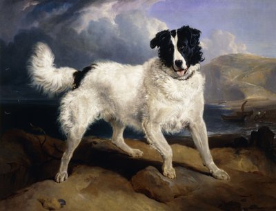 Um retrato de Netuno, 1824 de Edwin Landseer