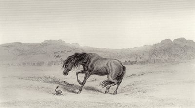 Assustado! de Edwin Landseer