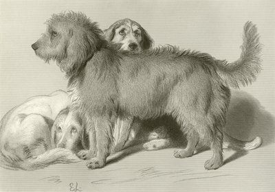 Os três cães de Edwin Landseer