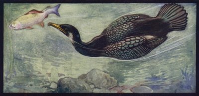 Um Cormorante e a sua Presa (cor litho) de Edwin Noble