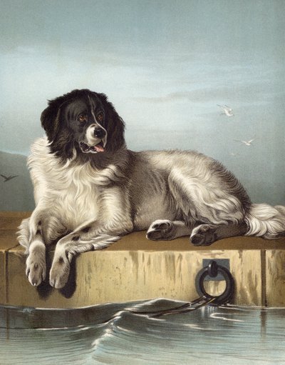 Um Membro Ilustre Da Humane Society de Edwin after Landseer