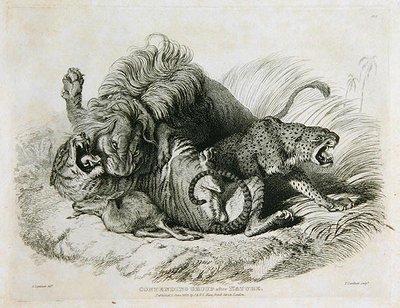 Contendendo grupo após a natureza, placa 6 de vinte gravuras de leões, tigres, panteras & leopardos ... gravada por Thomas Landseer (1795-1880) 1823 de Edwin after Landseer